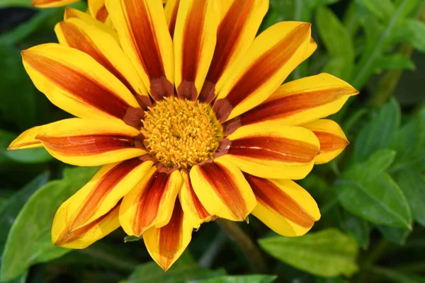 Bahçede Yetişen Güzel Çiçek Yakın Görüş — Stok fotoğraf