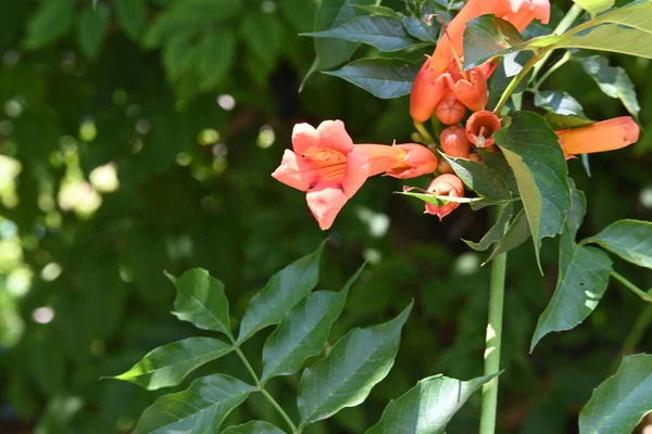 Chinese trumpet creeper stock photo. Image of green, motherly - 75980506