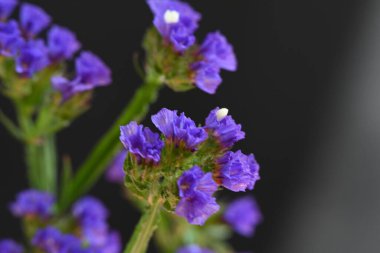güzel çiçekler, görünümü kapatın