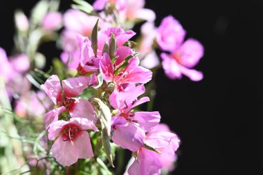 güzel çiçekler, görünümü kapatın