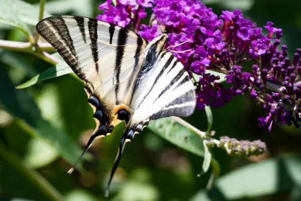 Schöner Schmetterling Auf Lila Blumen — Stockfoto
