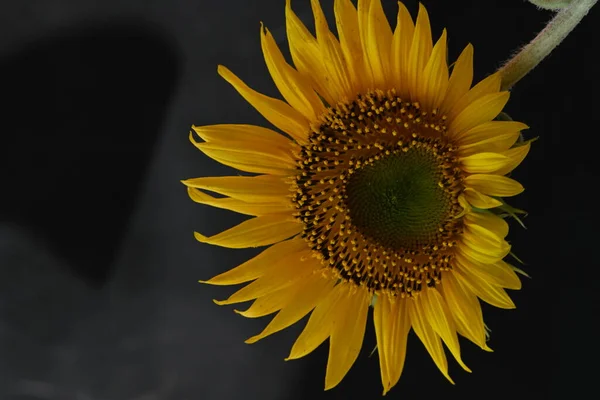 Schöne Sonnenblume Nahsicht — Stockfoto