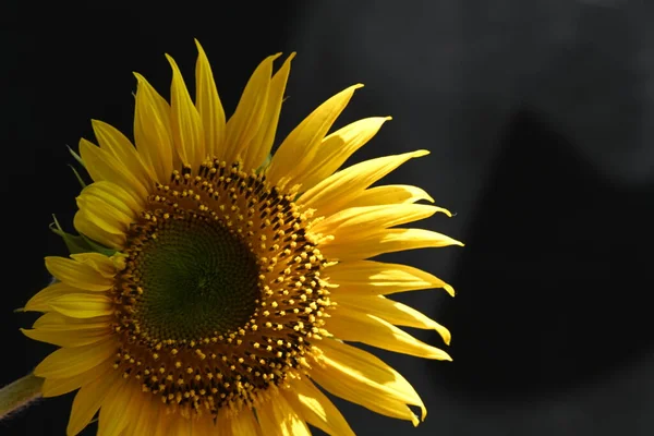Krásný Slunečnice Zblízka Pohled — Stock fotografie