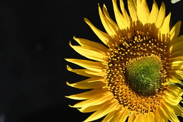 Schöne Sonnenblume Nahsicht — Stockfoto