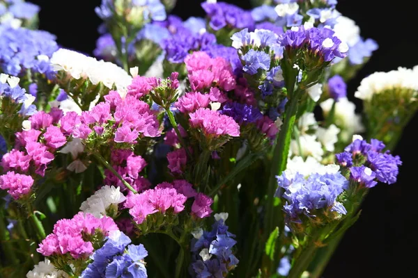 stock image beautiful flowers, close up view