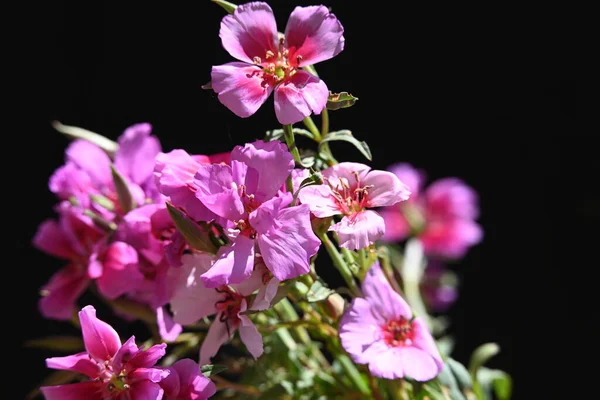 Güzel Çiçekler Görünümü Kapatın — Stok fotoğraf