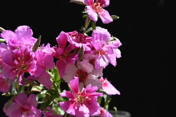 Hermosas Flores Vista Cerca —  Fotos de Stock