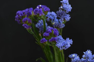 güzel çiçekler, görünümü kapatın