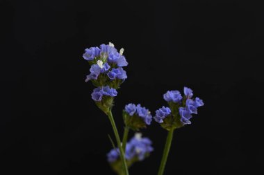 güzel çiçekler, görünümü kapatın