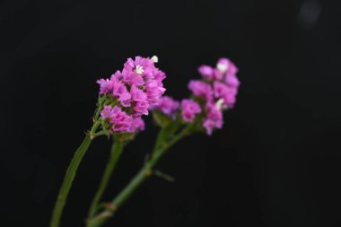 güzel çiçekler, görünümü kapatın