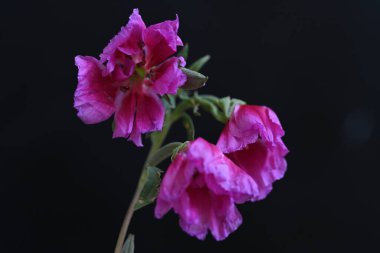 güzel çiçekler, görünümü kapatın