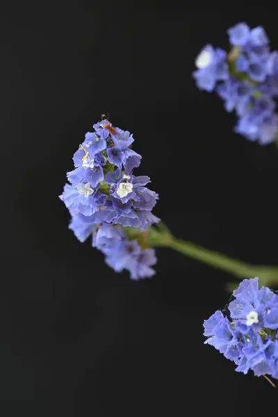 stock image beautiful flowers, close up view