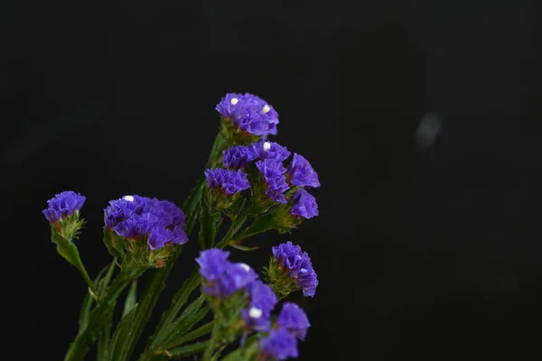 Beautiful Flowers Close View — Stock Photo, Image