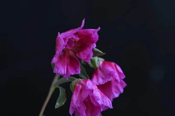 Hermosas Flores Vista Cerca — Foto de Stock