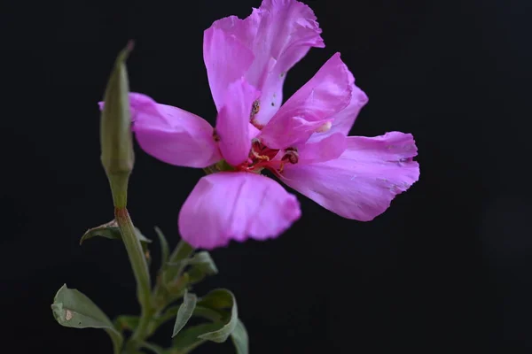Vacker Blomma Närbild — Stockfoto