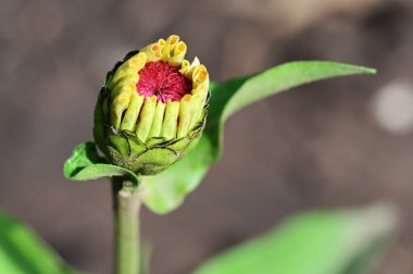 Güzel çiçek, yakın görüş.