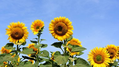 Mavi gökyüzünün üzerindeki tarlada güzel ayçiçekleri