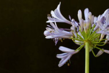 Güzel çiçek, yakın görüş.