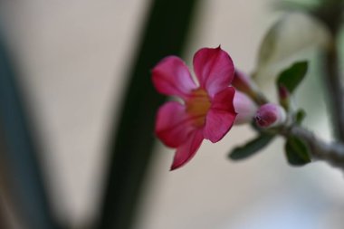 Bahçedeki güzel pembe çiçekler