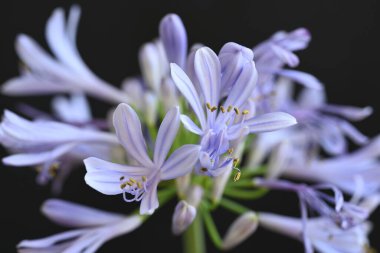 Güzel çiçek, yakın görüş.