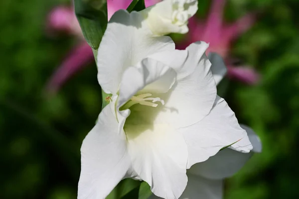 关闭了惊人的白色花朵生长在室外 — 图库照片