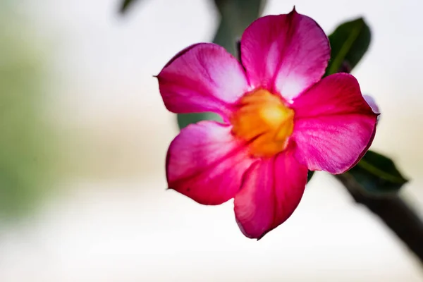 Gyönyörű Virág Közelről — Stock Fotó