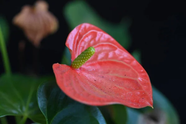 Bahçedeki Güzel Kırmızı Çiçekler — Stok fotoğraf