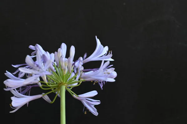 Stock image beautiful flower, close up view