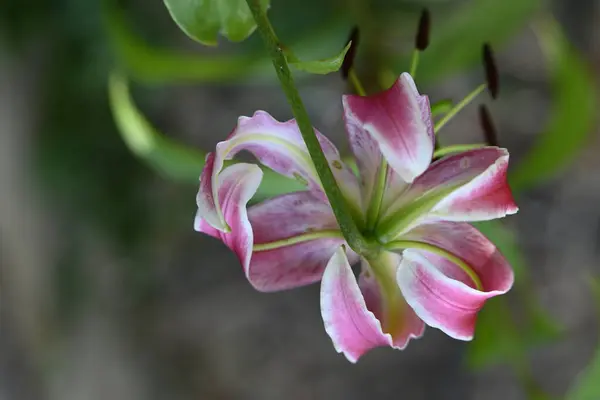 Gyönyörű Liliom Virág Közelről — Stock Fotó