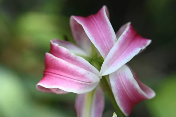Vacker Lilja Blomma Närbild — Stockfoto