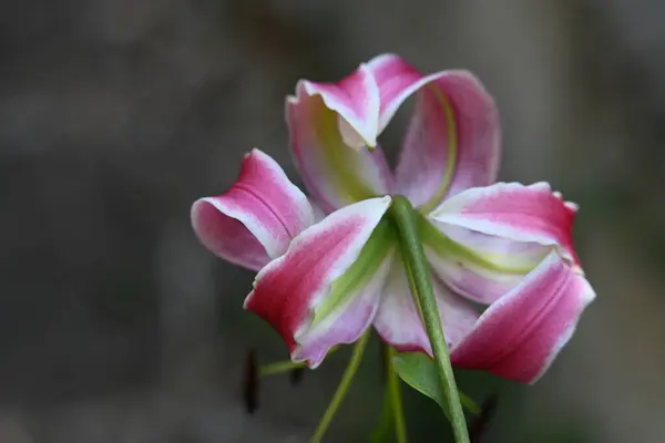 美しいユリの花を間近で見られる — ストック写真