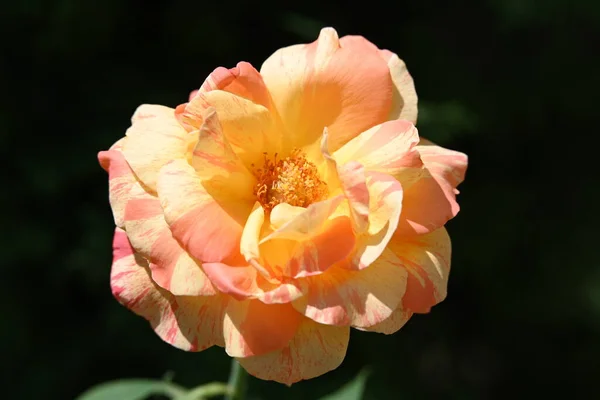 stock image close up of beautiful rose in garden 