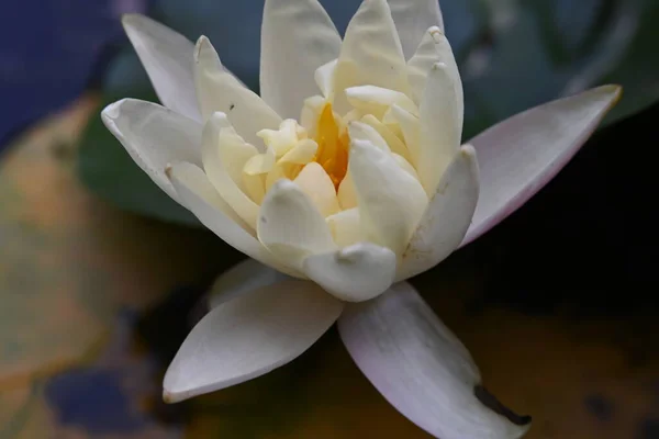 Квітка Лотоса Ставку — стокове фото