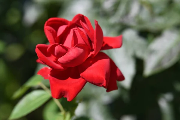 Κοντινό Πλάνο Του Όμορφου Κόκκινου Τριαντάφυλλου — Φωτογραφία Αρχείου