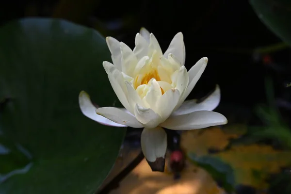 Lotusbloem Vijver — Stockfoto