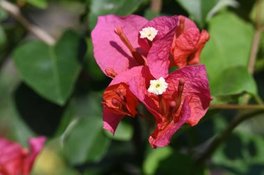 Bahçedeki güzel kırmızı çiçekler