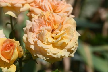 Bahçede güzel turuncu gülyakın