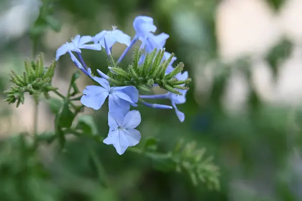 Piękne Niebieskie Kwiaty Ogrodzie — Zdjęcie stockowe