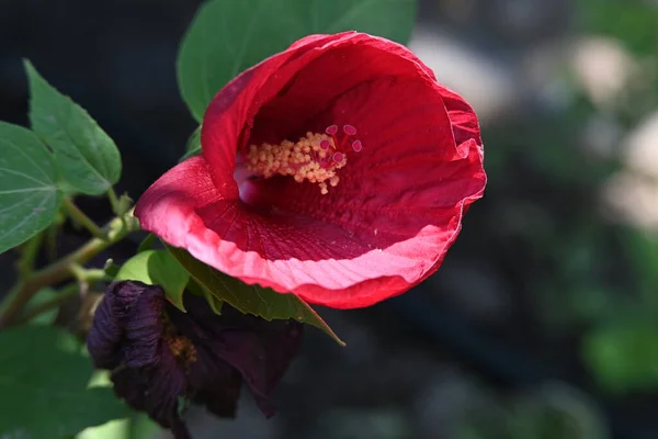 Piękny Kwiat Widok Bliska — Zdjęcie stockowe