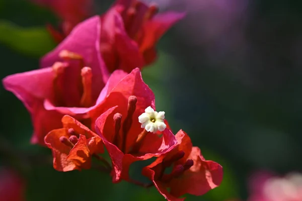 Krásné Květiny Rostoucí Zahradě Zblízka Pohled — Stock fotografie