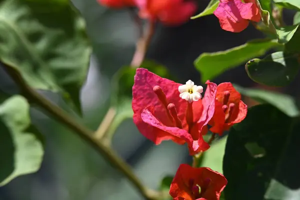 Belles Fleurs Poussant Dans Jardin Vue Rapprochée — Photo