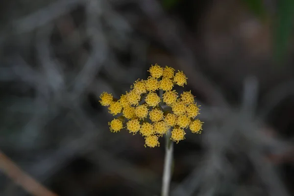 Schöne Blume Nahsicht — Stockfoto