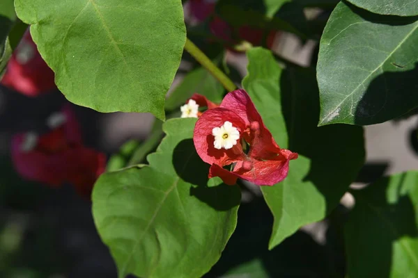 Hermosas Flores Rojas Jardín —  Fotos de Stock