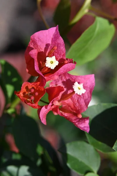 Красиві Червоні Квіти Саду — стокове фото