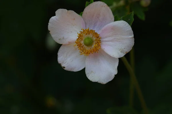 Красива Квітка Крупним Планом — стокове фото