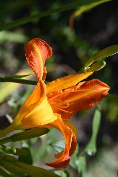 Piękny Kwiat Lilii Widok Bliska — Zdjęcie stockowe