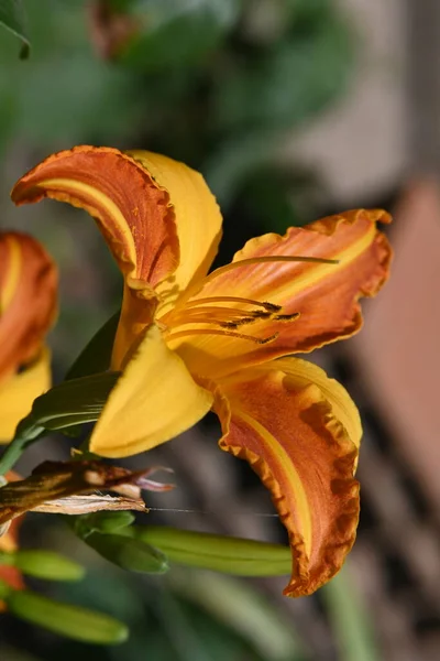 Красивый Лиловый Цветок Крупный План — стоковое фото