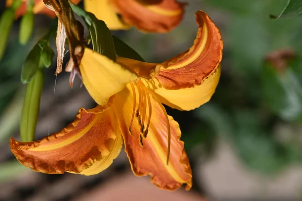 Красивый Лиловый Цветок Крупный План — стоковое фото