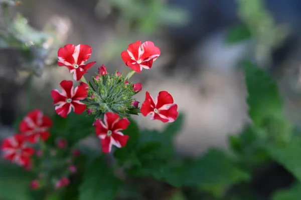 Krásné Květiny Rostoucí Zahradě Zblízka Pohled — Stock fotografie