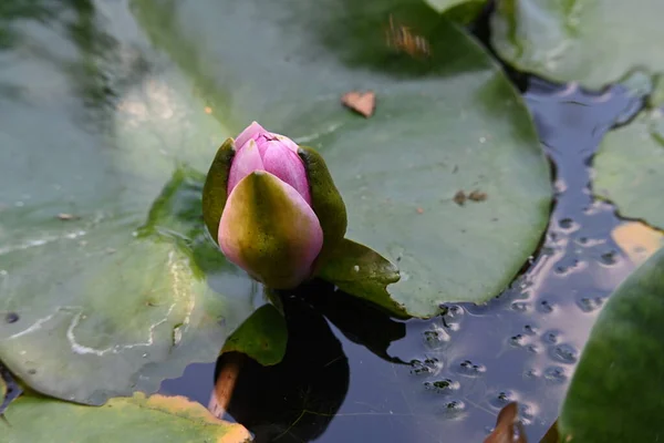 Kwiat Lotosu Stawie — Zdjęcie stockowe